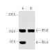 Progesterone Receptor Antibody (B-30) - Western Blotting - Image 1753