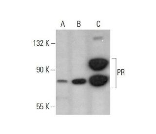 Progesterone Receptor Antibody (G-4) - Western Blotting - Image 351995 