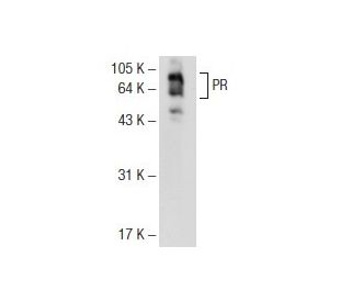 potoページ 2022 Kawasaki ZX1400, J | JKBZXNJ11NA015699 | Bid History