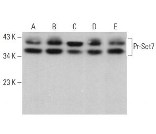 Pr-Set7 Antibody (D-11) - Western Blotting - Image 379824 