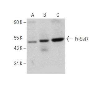 Pr-Set7 Antibody (D-4) - Western Blotting - Image 346441 