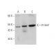 Pr-Set7 Antibody (D-4) - Western Blotting - Image 346441 
