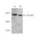 Pr-Set7 Antibody (D-4) - Western Blotting - Image 373152 