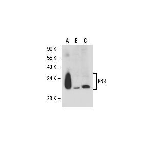 western blotting image from recommended PR3 (D-1) monoclonal antibody replacement. Image 18291