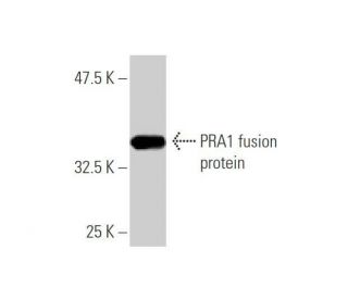 PRA1 Antibody (2A4) - Western Blotting - Image 349028