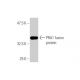 PRA1 Antibody (2A4) - Western Blotting - Image 349028