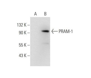 PRAM-1 Antibody (D-11) - Western Blotting - Image 70284