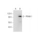PRAM-1 Antibody (D-11) - Western Blotting - Image 70284