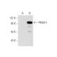 PRAM-1 Antibody (H-10) - Western Blotting - Image 72948 