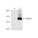 PRAME Antibody (D-12) - Western Blotting - Image 81024 