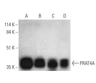 PRAT4A Antibody (F-6) - Western Blotting - Image 344274 