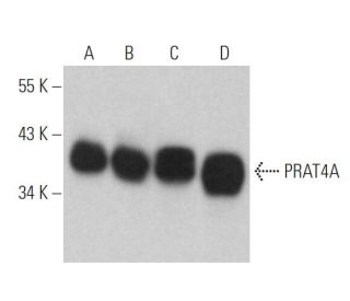 PRAT4A Antibody (F-6) - Western Blotting - Image 366707