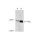 PRC Antibody (B-8) - Western Blotting - Image 304360 