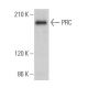 PRC Antibody (B-8) - Western Blotting - Image 365700