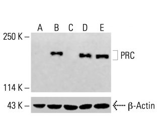 PRC Antibody (B-8) - Western Blotting - Image 414784 
