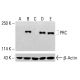 PRC Antibody (B-8) - Western Blotting - Image 414784 