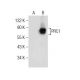 PRC1 Antibody (C-1) - Western Blotting - Image 164530 