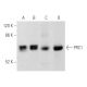 PRC1 Antibody (C-1) - Western Blotting - Image 355540 