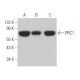 PRC1 Antibody (C-1) - Western Blotting - Image 362860