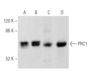 western blotting image from recommended PRC1 (C-1) monoclonal antibody replacement. Image 355540