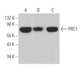 PRC1 Antibody (C-1) - Western Blotting - Image 362860