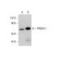PRDM11 Antibody (G-12) - Western Blotting - Image 309718