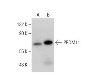 PRDM11 Antibody (G-12) - Western Blotting - Image 309718SAM Transcription Activation: SAM system utilizing dCas9-VP64, MS2-P65-HSF1, and sgRNA for precise gene transcription activation.