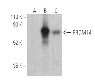 PRDM14 Antibody (F-10) - Western Blotting - Image 400739 