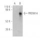 PRDM14 Antibody (F-10) - Western Blotting - Image 400738