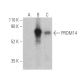 PRDM14 Antibody (F-10) - Western Blotting - Image 400739 