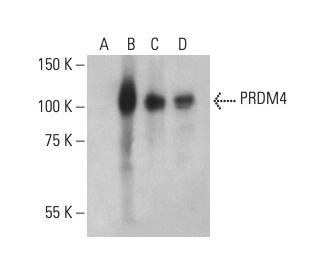 PRDM4 Antibody (A-10) - Western Blotting - Image 401190 