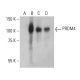 PRDM4 Antibody (A-10) - Western Blotting - Image 401190 