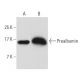 Prealbumin Antibody (10E1) - Western Blotting - Image 62796