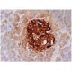 Prealbumin Antibody (E-1) - Immunohistochemistry - Image 286531