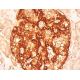 Prealbumin Antibody (E-4) - Immunohistochemistry - Image 411616
