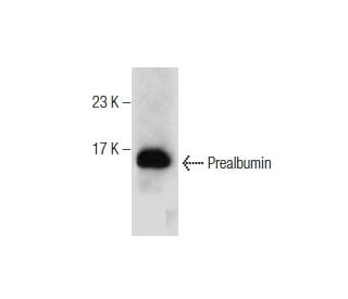 Prealbumin Antibody (E-4) - Western Blotting - Image 281824 