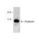 Prealbumin Antibody (E-4) - Western Blotting - Image 281824 
