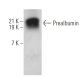 Prealbumin Antibody (E-4) - Western Blotting - Image 362076 