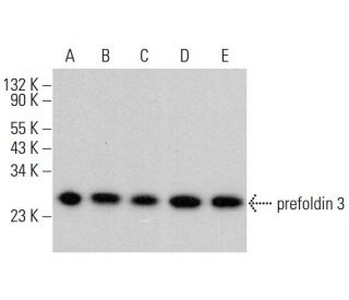 prefoldin 3 Antibody (B-3) - Western Blotting - Image 378759 