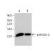 prefoldin 3 Antibody (B-3) - Western Blotting - Image 378763 