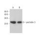 prefoldin 3 Antibody (D-5) - Western Blotting - Image 378761 