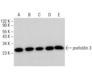 prefoldin 3 Antibody (D-5) - Western Blotting - Image 378764