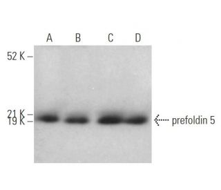 prefoldin 5 Antibody (B-11) - Western Blotting - Image 367658 