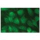 prefoldin 5 Antibody (G-2) - Immunofluorescence - Image 133652 