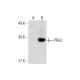 PRELI Antibody (H-7) - Western Blotting - Image 286864