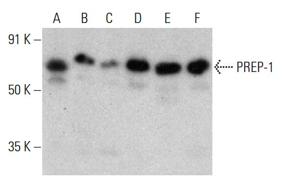 Anti-PREP-1 Antibody (B-2) | SCBT - Santa Cruz Biotechnology