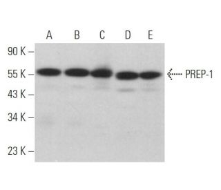 western blotting image from recommended PREP-1 (B-2) monoclonal antibody replacement. Image 372578