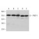 western blotting image from recommended PREP-1 (B-2) monoclonal antibody replacement. Image 372578