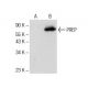 PREP Antibody (C-12) - Western Blotting - Image 141298