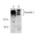 western blotting image from recommended Presenilin 1 (H-5) monoclonal antibody replacement. Image 141719
